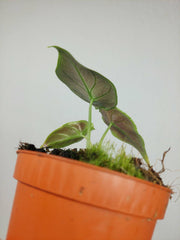 Alocasia Azlanii