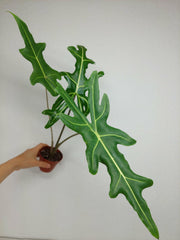 Alocasia Portei Zebra Stem