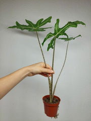 Alocasia Portei Zebra Stem