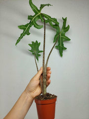 Alocasia Portei Zebra Stem