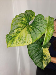 Philodendron Mamei Aurea Variegata