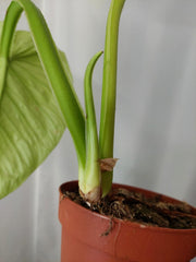 Philodendron Mamei Aurea Variegata