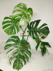 Sad Plants