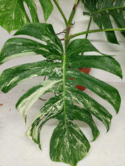 Sad Plants