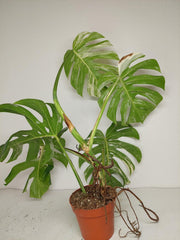 Sad Plants