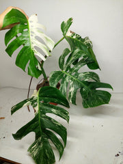 Sad Plants