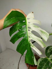 Sad Plants