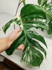 Sad Plants