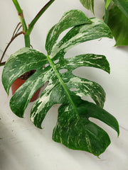 Sad Plants