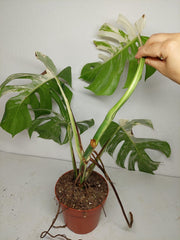 Sad Plants