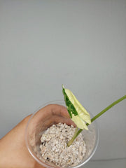 Sad Plants