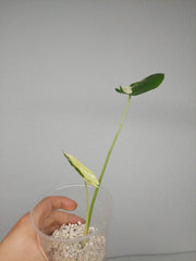 Sad Plants