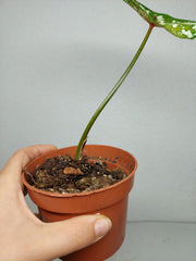 Sad Plants