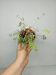 Sad Plants