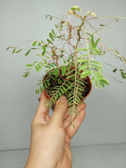 Sad Plants