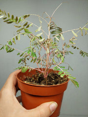 Sad Plants