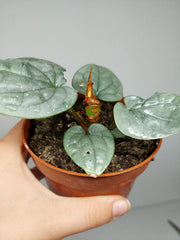 Sad Plants