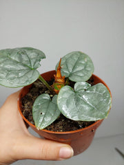 Sad Plants