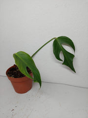 Sad Plants