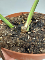 Sad Plants