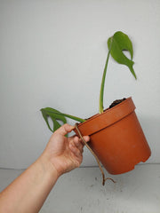 Sad Plants