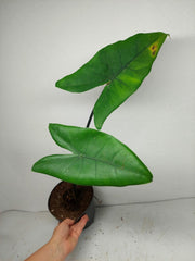 Sad Plants