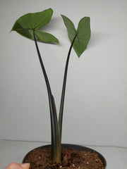 Sad Plants
