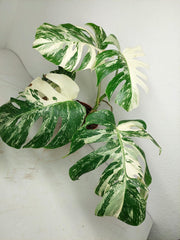 Sad Plants