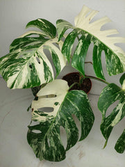 Sad Plants