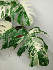 Sad Plants