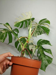 Sad Plants