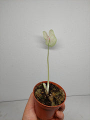 Sad Plants