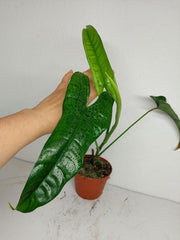 Sad Plants