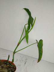 Sad Plants