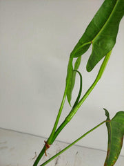 Sad Plants