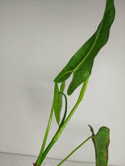 Sad Plants