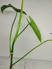 Sad Plants
