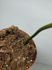 Philodendron Florida Beauty x Bipennifolium Variegata Steckling