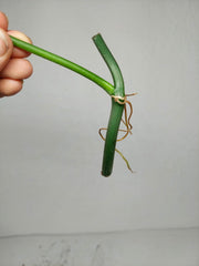 Philodendron Florida Beauty x Bipennifolium Variegata Steckling