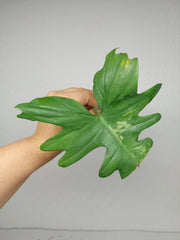 Philodendron Florida Beauty x Bipennifolium Variegata Steckling