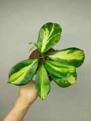 Hoya Diversifolia Maharani