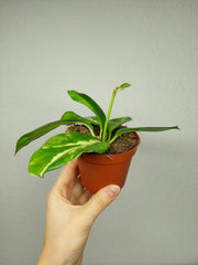 Hoya Diversifolia Maharani