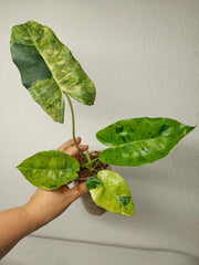 Philodendron Burle Marx Verde