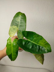 Philodendron Burle Marx Verde