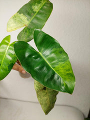 Philodendron Burle Marx Verde
