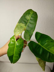 Philodendron Burle Marx Verde