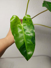 Philodendron Burle Marx Verde