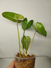 Philodendron Burle Marx Verde