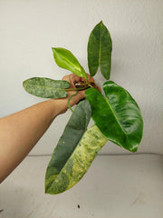 Philodendron Burle Marx Verde