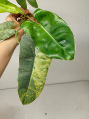 Philodendron Burle Marx Verde
